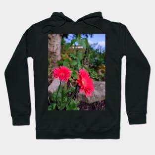 Garvinia Flowers (Gerbera) Hoodie